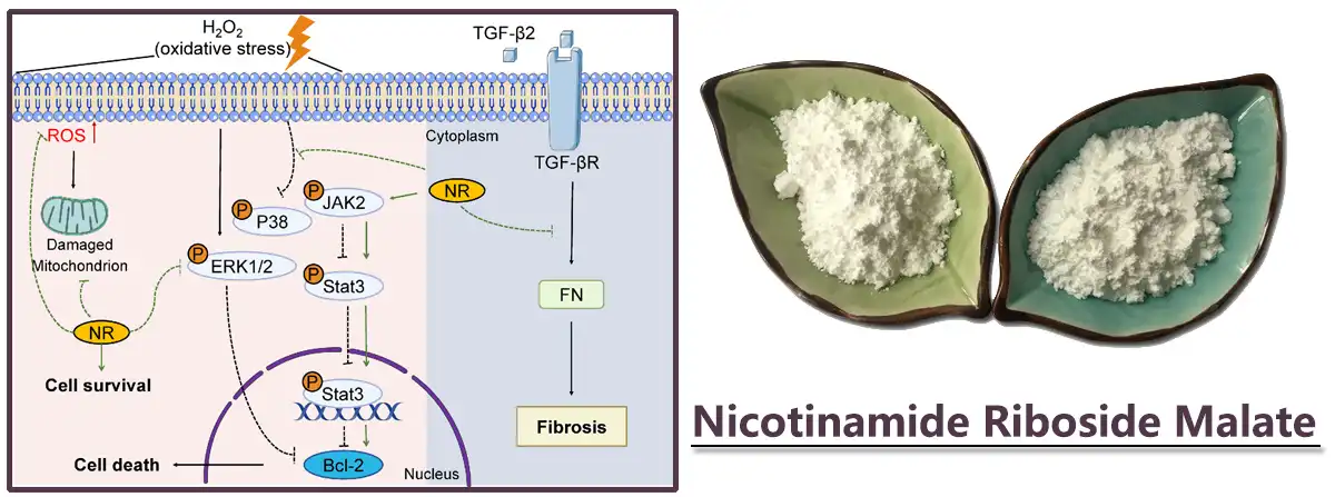 Nicotinamide Riboside Malate Saler.jpg